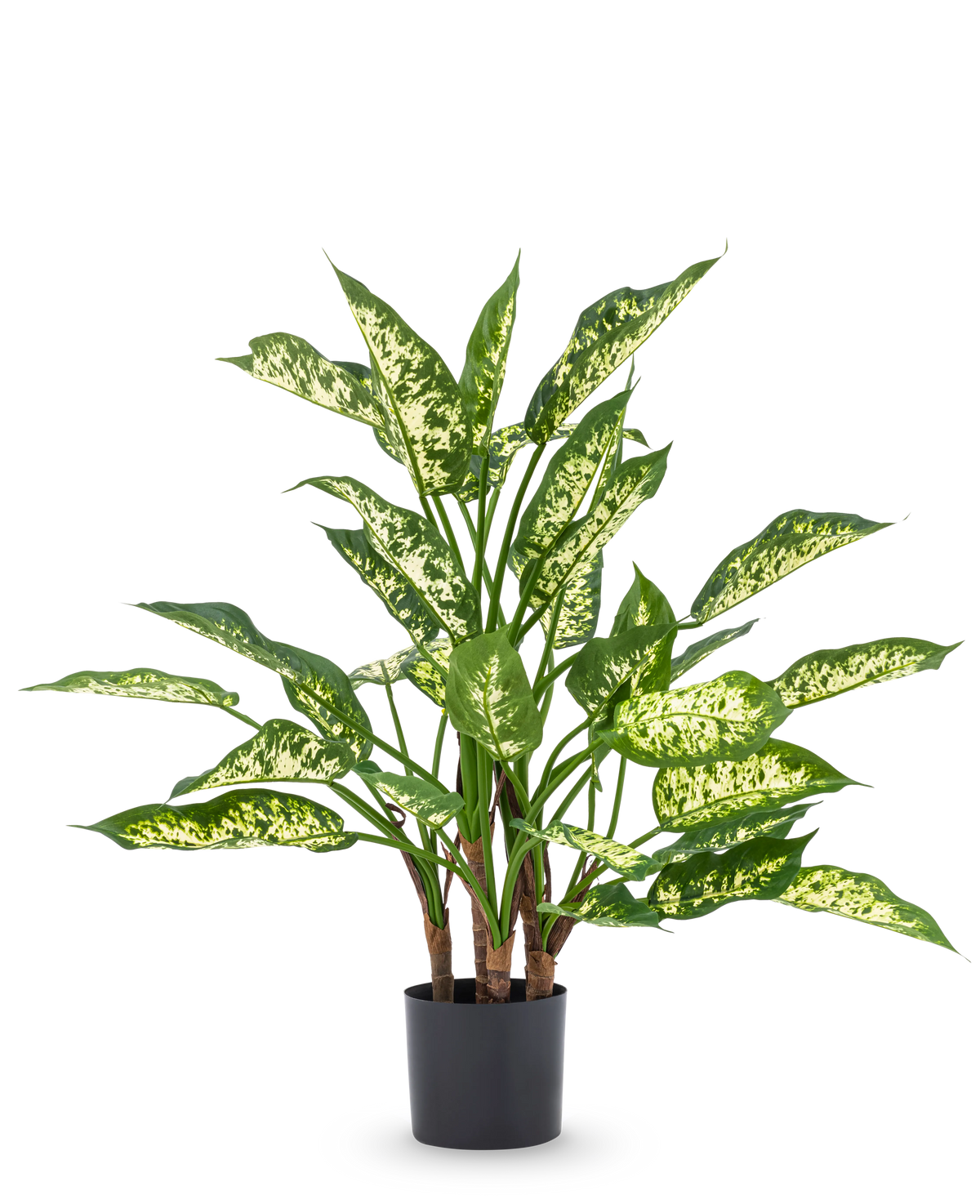 Die Kunstpflanze Dieffenbachia UV 75 cm hat hohe grüne Stängel und große, spitze Blätter mit hellgelb-grünen Farbtönen in einem stilvollen Dekotopf vor einem schlichten weißen Hintergrund.