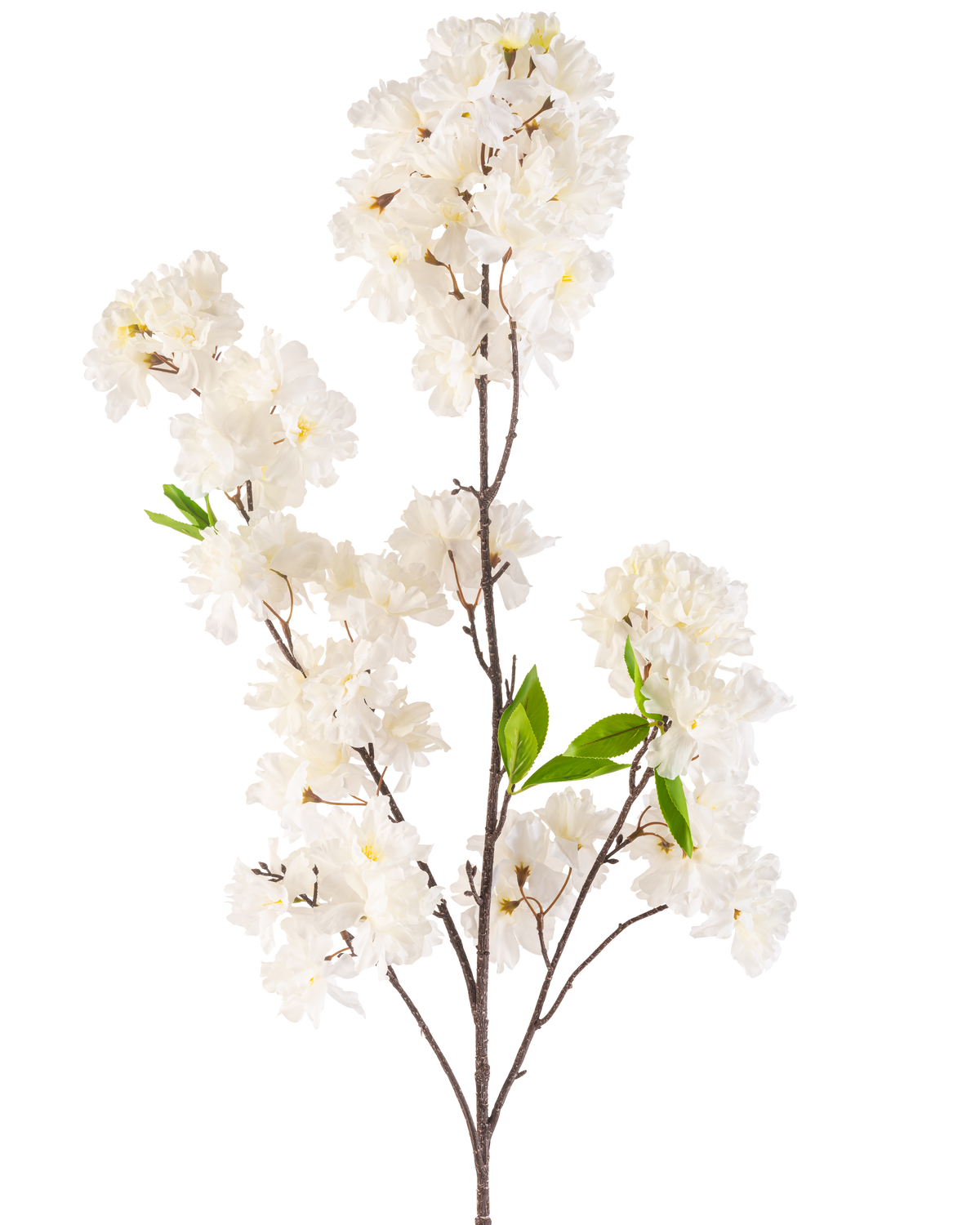 Eine künstliche Kirschblütenblume, cremefarben, 119 cm, mit Büscheln zarter weißer Blüten und ein paar hellgrünen Blättern auf schlanken braunen Stielen, isoliert auf weißem Hintergrund.