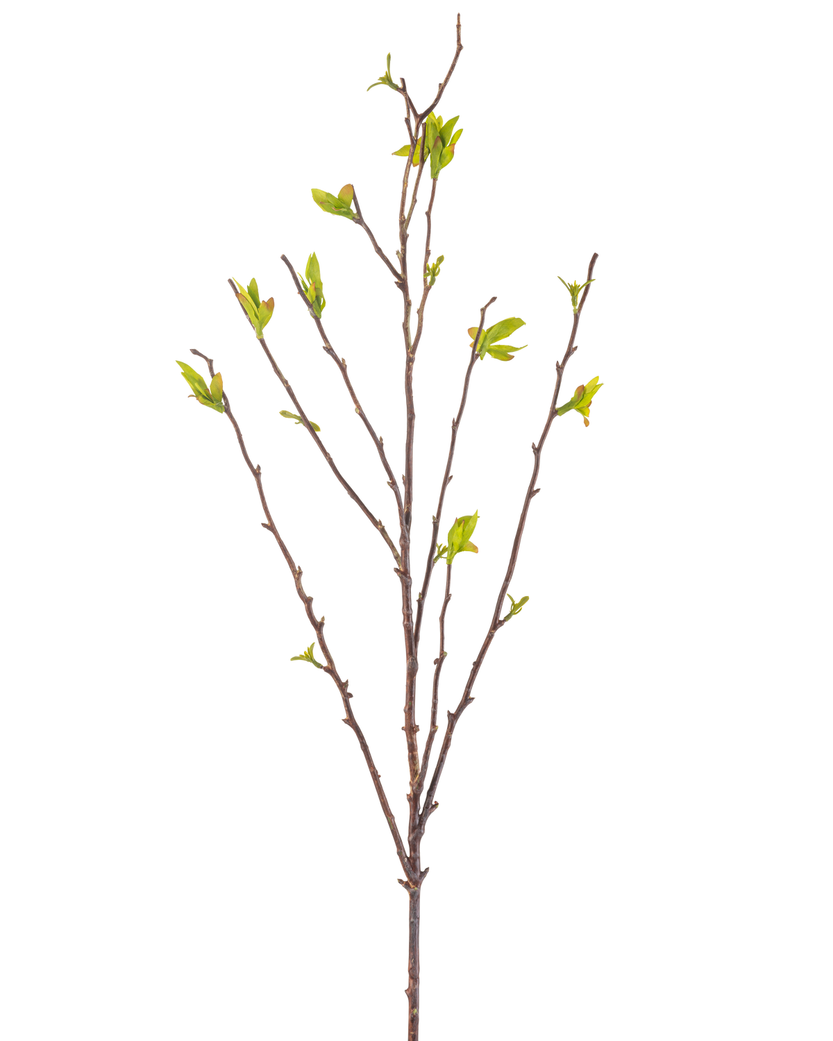 Die Kunstblume Winterzoet 81 cm grün ist ein künstlicher Zweig mit dünnen braunen Stielen und kleinen grünen Blättern auf weißem Hintergrund.