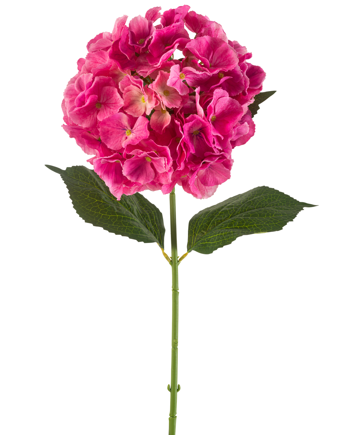 Ein einzelner Stiel einer künstlichen Hortensienblüte, 75 cm, leuchtend rosa, mit Büscheln leuchtend rosa Blütenblättern und einigen grünen Blättern, vor einem schlichten weißen Hintergrund.