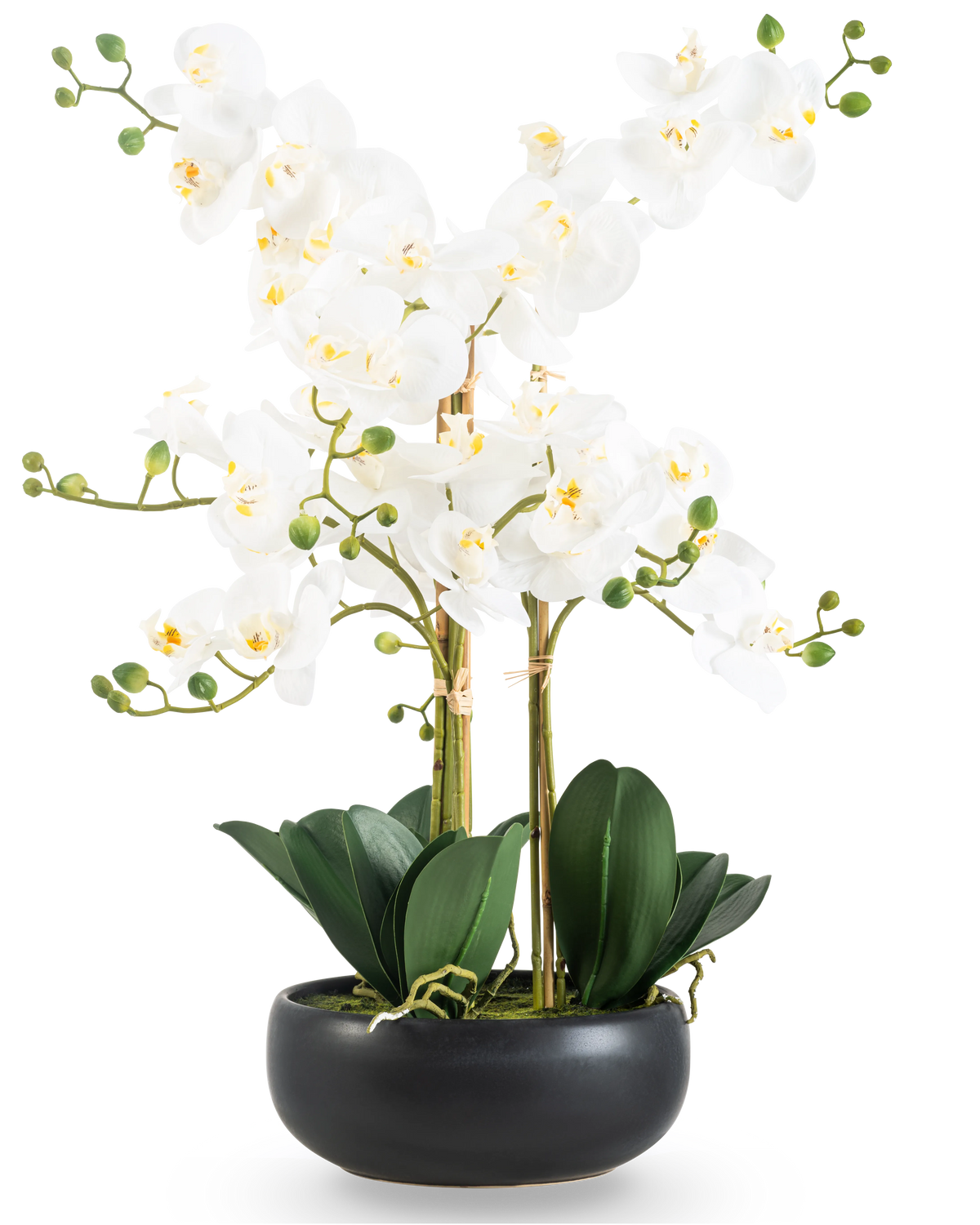 Die künstliche Orchidee Real Touch 50 cm weiß im schwarzen Topf ist eine elegante Präsentation mit weißen Orchideenblüten mit gelbem Herzen, grünen Knospen und breiten dunkelgrünen Blättern in einem schwarzen Keramiktopf.