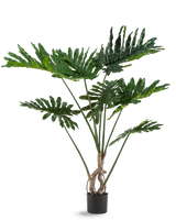 Die Kunstpflanze Philodendron 120 cm hat große, glänzende, tief eingeschnittene grüne Blätter und mehrere lange Stiele mit gedrehtem Stamm, vor einem schlichten weißen Hintergrund.