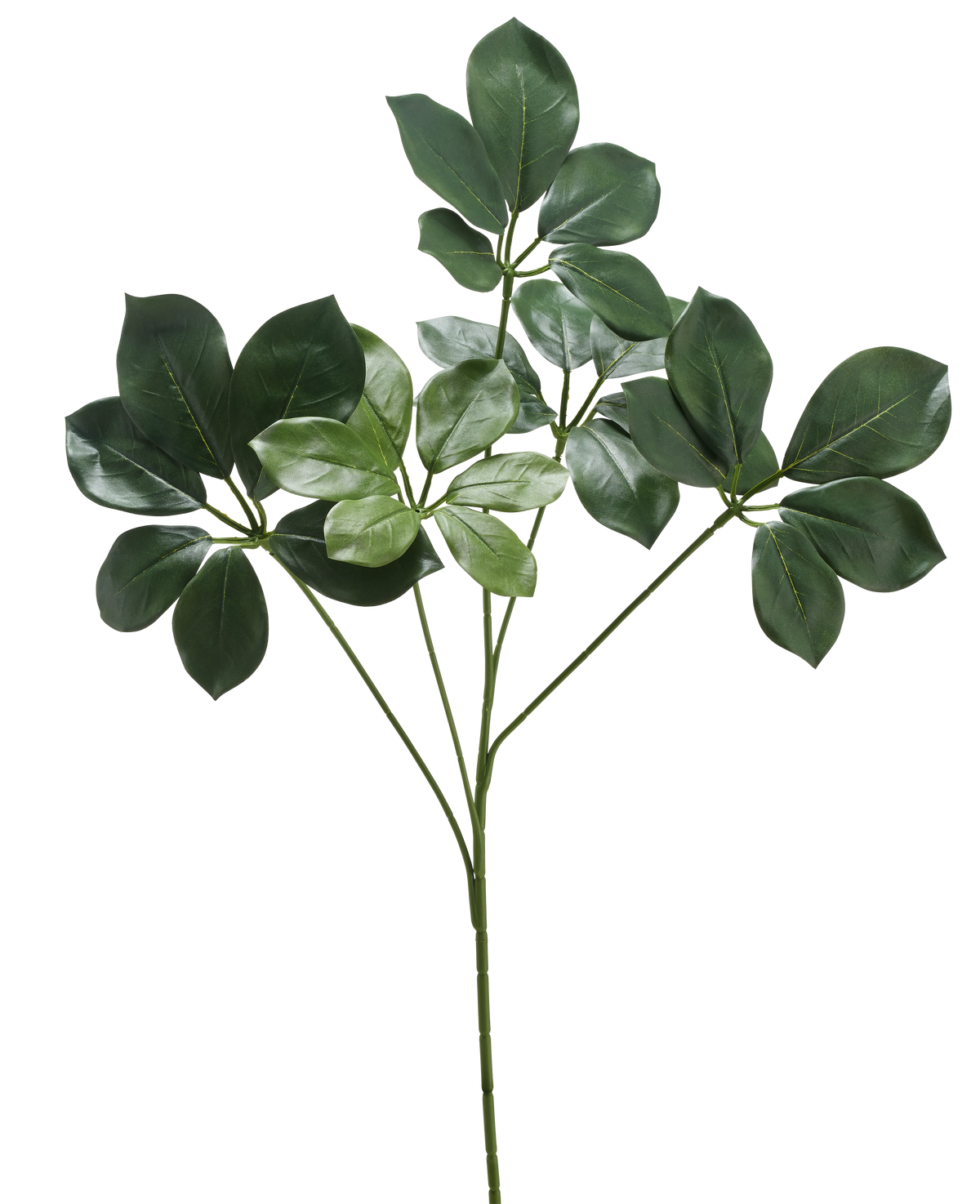 Der künstliche Zweig Schefflera 50 cm FR hat einen einzelnen Stiel mit mehreren Bündeln breiter, dunkelgrüner Blätter und einigen hellgrünen Blättern vor einem weißen Hintergrund.