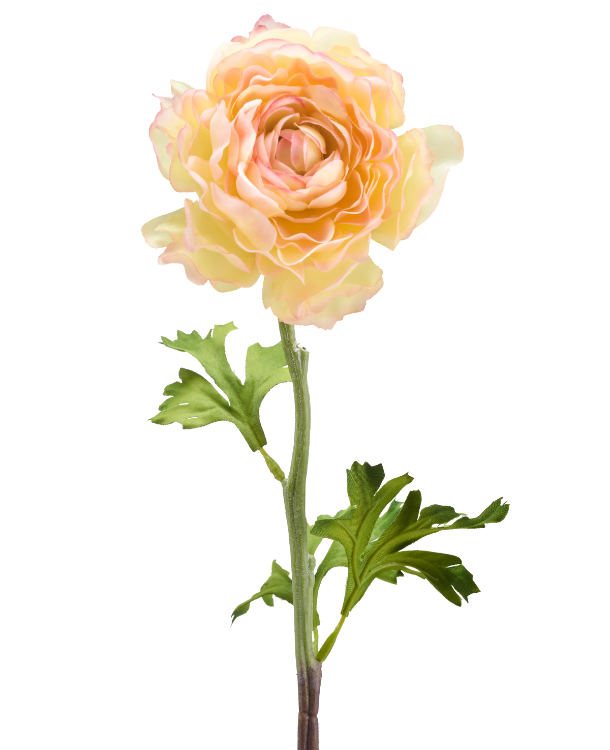 Die künstliche Ranunkelblume 51 cm in Lachsrosa besteht aus einer einzelnen künstlichen Ranunkelblume in sanften Lachsrosatönen mit geschichteten Blütenblättern und grünen Blättern an einem langen Stiel vor einem weißen Hintergrund.
