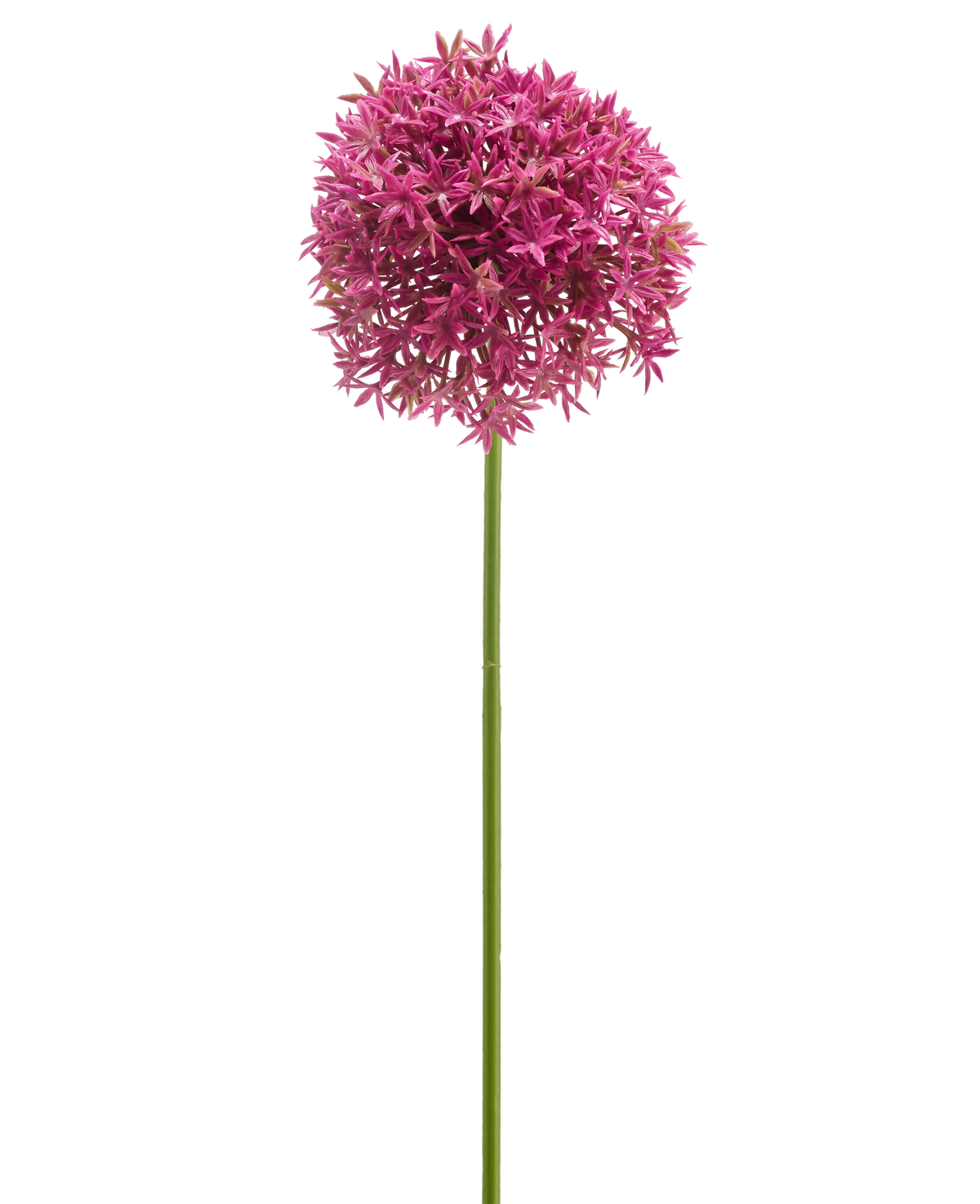 Die Kunstblume Mini Allium 60 cm lila hat einen langen grünen Stiel, der von einer großen, kugelförmigen Gruppe kleiner lila sternförmiger Blüten gekrönt wird, die vor einem weißen Hintergrund abgebildet sind.