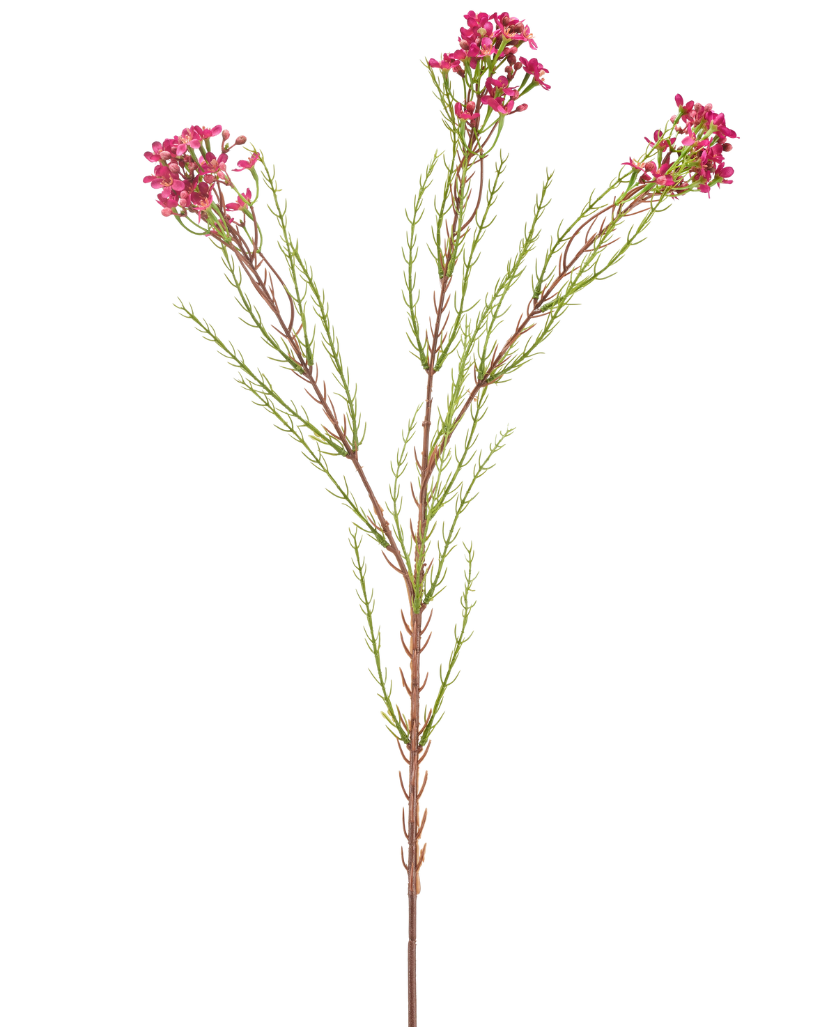 Die Kunstblumenwachs 78 cm altrosa hat einen einzelnen grünen Stiel mit dünnen, nadelartigen Blättern und Büscheln kleiner, altrosa Blüten an den Enden, isoliert auf weißem Hintergrund.