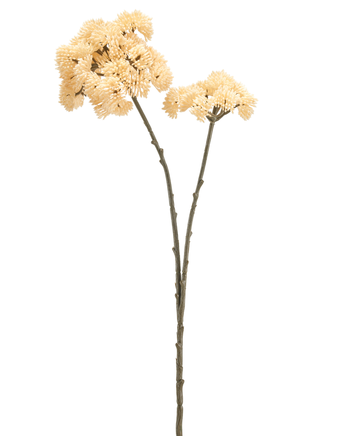 Vor einem schlichten weißen Hintergrund sind zwei hohe Kunstblumen-Sedums von 70 cm mit cremefarbenen Stielen mit grünbraunen Stielen und Büscheln cremefarbener, stacheliger Bommelblüten zu sehen.