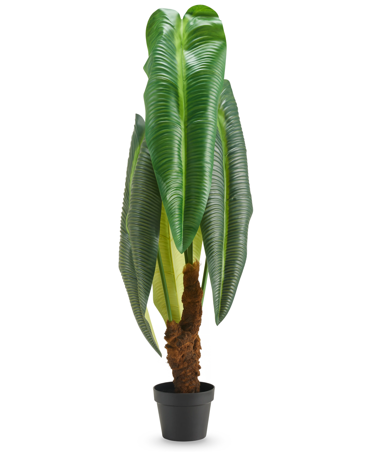 Eine hohe Kunstpflanze Anthurium von 120 cm mit großen, glänzend grünen Blättern und einem braunen Stiel mit Struktur, präsentiert in einem kleinen schwarzen Topf vor weißem Hintergrund.