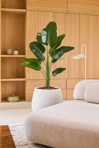 Eine künstliche Strelitzia-Pflanze 150 cm Real Touch2 mit lebensechten Blättern steht neben einem modernen beigen Sofa in einem Raum mit Holzvertäfelung und eingebauten Regalen, die mit minimalistischen Dekorationen dekoriert sind.