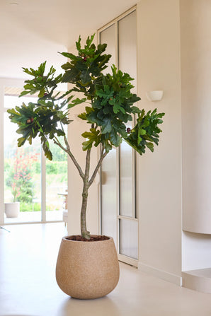 Eine künstliche Pflanze, ein 210 cm hoher Feigenbaum Ficus Carica in einem runden beigen Topf, steht in einem hellen, modernen Raum mit hellen Wänden und großen Fenstern, die viel natürliches Licht hereinlassen.
