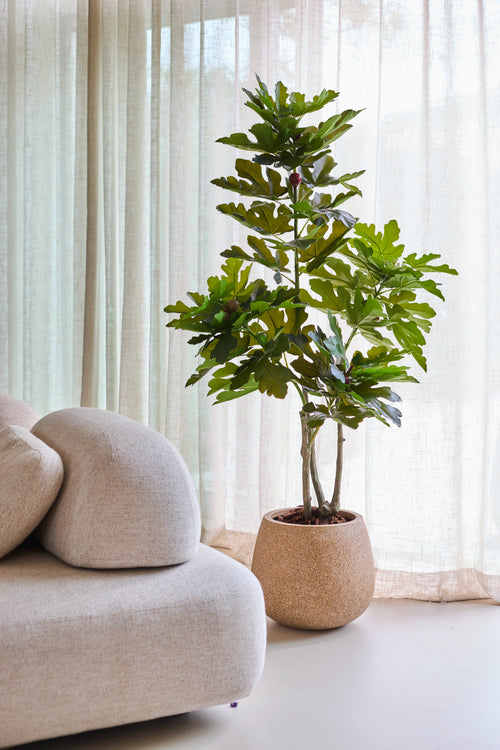 Ein künstlicher Feigenbaum Ficus Carica von 150 cm steht neben einem modernen beigen Sofa mit durchscheinenden Vorhängen und sanftem natürlichem Licht im Hintergrund.