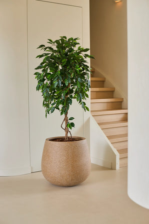 Eine 150 cm große künstliche Ficus Green-Pflanze mit glänzend grünen Blättern steht auf einem hellen Boden neben einer Holztreppe und cremefarbenen Wänden in einem modernen, minimalistischen Zuhause. Dieser stilvolle künstliche Ficus verleiht dem eleganten Interieur einen Hauch von leuchtendem Grün.