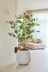 Die 180 cm große künstliche Ficus-Pflanze mit ihren üppigen grünen Blättern steht stolz auf einem hellen Boden in einem modernen, hellen Wohnzimmer mit einem weißen Sofa, einem weichen Teppich und durchscheinenden Vorhängen, die natürliches Licht hereinlassen.