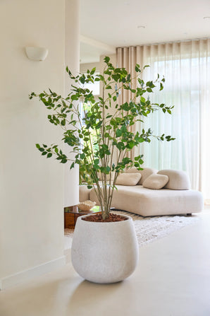 Die 180 cm große künstliche Ficus-Pflanze mit ihren üppigen grünen Blättern steht stolz auf einem hellen Boden in einem modernen, hellen Wohnzimmer mit einem weißen Sofa, einem weichen Teppich und durchscheinenden Vorhängen, die natürliches Licht hereinlassen.