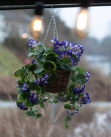 Die künstliche Begonie lila im Korb UV 70 cm ist ein Hängekorb mit leuchtend lila künstlichen Begonien mit grünen Blättern, perfekt für den Außenbereich. Das Arrangement verleiht unter warmen Glühbirnen Farbe und Charme.