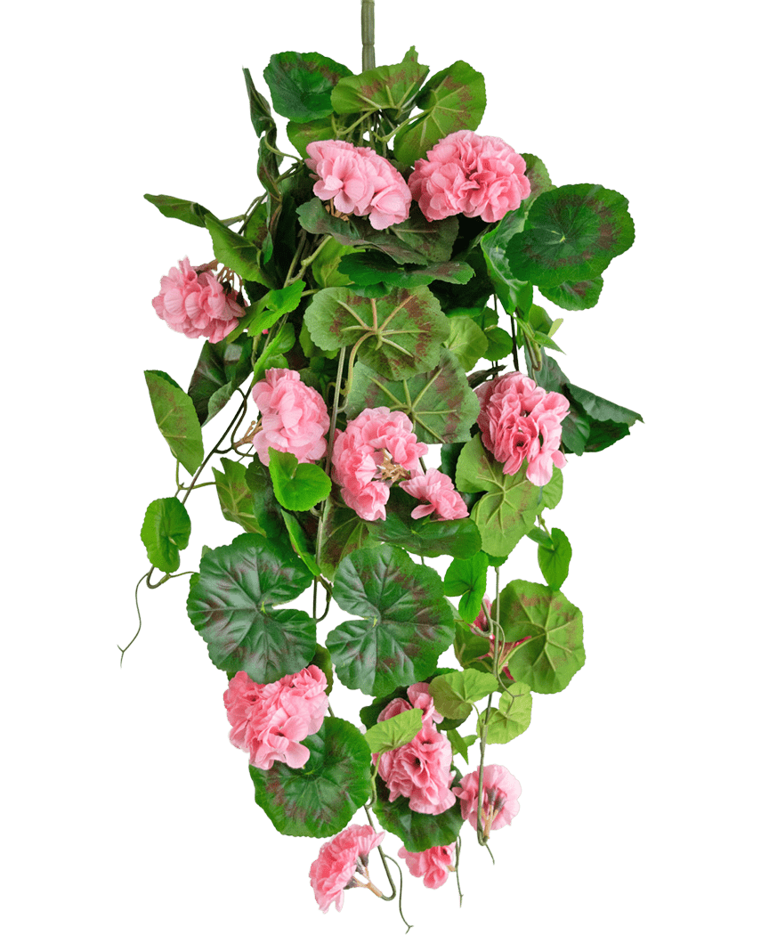 Die künstliche Hängepflanze Geranie 75 cm rosa hat künstliche grüne Blätter und rosa Geranienblüten, die herunterfallen, perfekt als hängende Dekoration vor einem weißen Hintergrund.