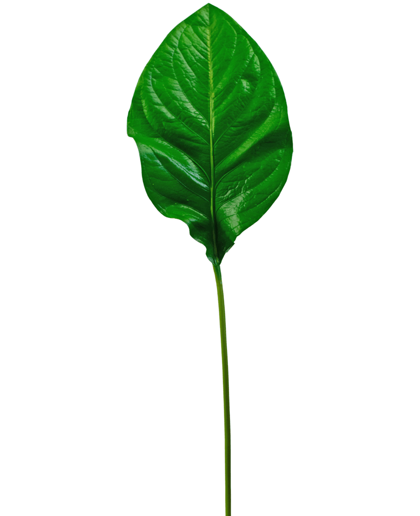 Das künstliche grüne Blatt 90 cm ist ein einzelnes, glänzend grünes künstliches Blatt mit markanten Adern und einem langen, schlanken Stiel, isoliert auf einem weißen Hintergrund dargestellt.
