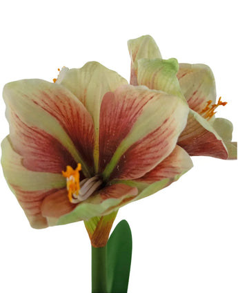 Eine Nahaufnahme der Kunstblume Amaryllis Real Touch Rot/Gelb 48 cm zeigt die leuchtend roten und gelben Blütenblätter, die lebensechte Textur und die grünen Blätter vor einem weißen Hintergrund.