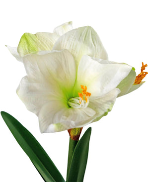 Die Kunstblume Amaryllis Real Touch weiß 48 cm hat zwei weiße Amaryllisblüten mit einem hellgrünen Herzen, orangefarbenen Staubgefäßen und grünen Blättern vor einem weißen Hintergrund.