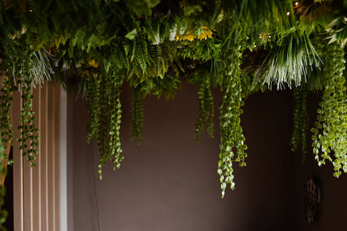 Die künstliche Hecke Lush Deco Deluxe 100 x 100 cm UV verleiht der Decke einen üppigen, grünen Baldachin und bringt lebendiges Laub in einen dunklen Innenraum mit schlichten braunen Wänden.
