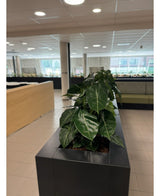Eine Reihe üppig grüner Zimmerpflanzen mit der Kunstpflanze Syngonium UV 58 cm in einem schwarzen rechteckigen Pflanzgefäß schaffen eine grüne Oase in diesem modernen Büro mit Fliesenböden, großen Fenstern und hellen Möbeln.