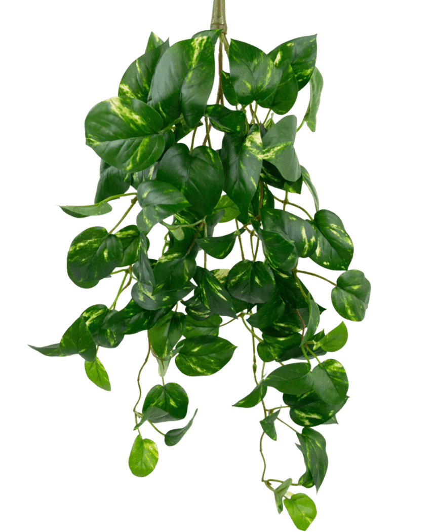 Die künstliche hängende Goldrebe 60 cm UV ist eine künstliche hängende Pothos-Pflanze mit herzförmigen grünen Blättern und gelben Obertönen, die vor einem schlichten weißen Hintergrund herabhängt.