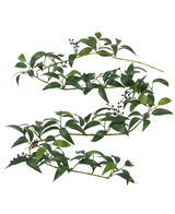 Die künstliche Smilax-Girlande 180 cm hat lange, dünne Zweige mit Bündeln dunkelgrüner Blätter und kleinen schwarzen Beeren vor einem weißen Hintergrund.