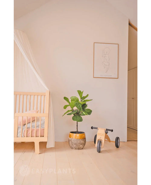 Ein minimalistisches Kinderzimmer mit einem hellen Holzbettgestell, einem durchscheinenden Baldachin, einer künstlichen Ficus-Tabakpflanze Deluxe 90 cm, Holzspielzeug mit der Aufschrift „Mia“ und einem minimalistischen Line-Art-gerahmten Druck auf einer schlichten weißen Wand.