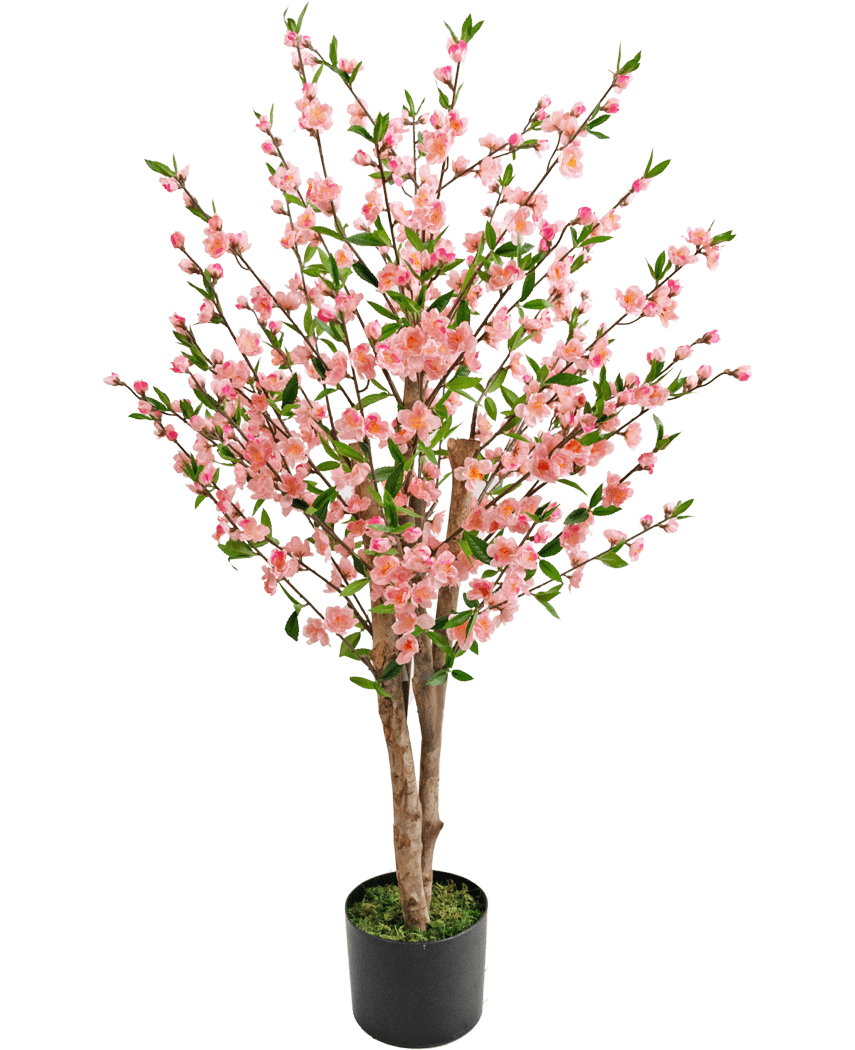 Die künstliche Kirschblütenpflanze 120 cm rosa hat mehrere braune Stiele mit rosa Blüten und grünen Blättern, in einem schwarzen Topf mit grünem Moos an der Basis, vor einem weißen Hintergrund.