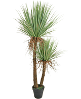 Die künstliche Yucca Deluxe 153 cm große Pflanze hat zwei hohe, braune Stämme mit Struktur und Büscheln aus langen, spitzen grünen Blättern und einigen ausgetrockneten unteren Blättern vor einem weißen Hintergrund.