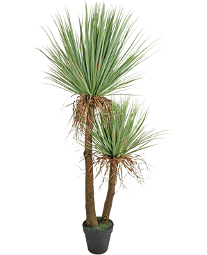 Die künstliche Yucca Deluxe 153 cm große Pflanze hat zwei hohe, braune Stämme mit Struktur und Büscheln aus langen, spitzen grünen Blättern und einigen ausgetrockneten unteren Blättern vor einem weißen Hintergrund.