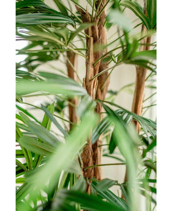 Nahaufnahme der künstlichen Frauenpalme 210 cm mit den grünen, langen, schmalen Blättern und den flauschigen braunen Stielen vor einem sanft verschwommenen, hellen Hintergrund.