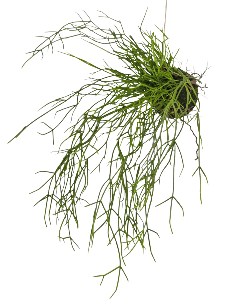 Die künstliche Hängepflanze Gras auf Kugel 48 cm hat lange, dünne, grüne grasähnliche Stängel in einem kleinen Erdklumpen vor einem weißen Hintergrund.