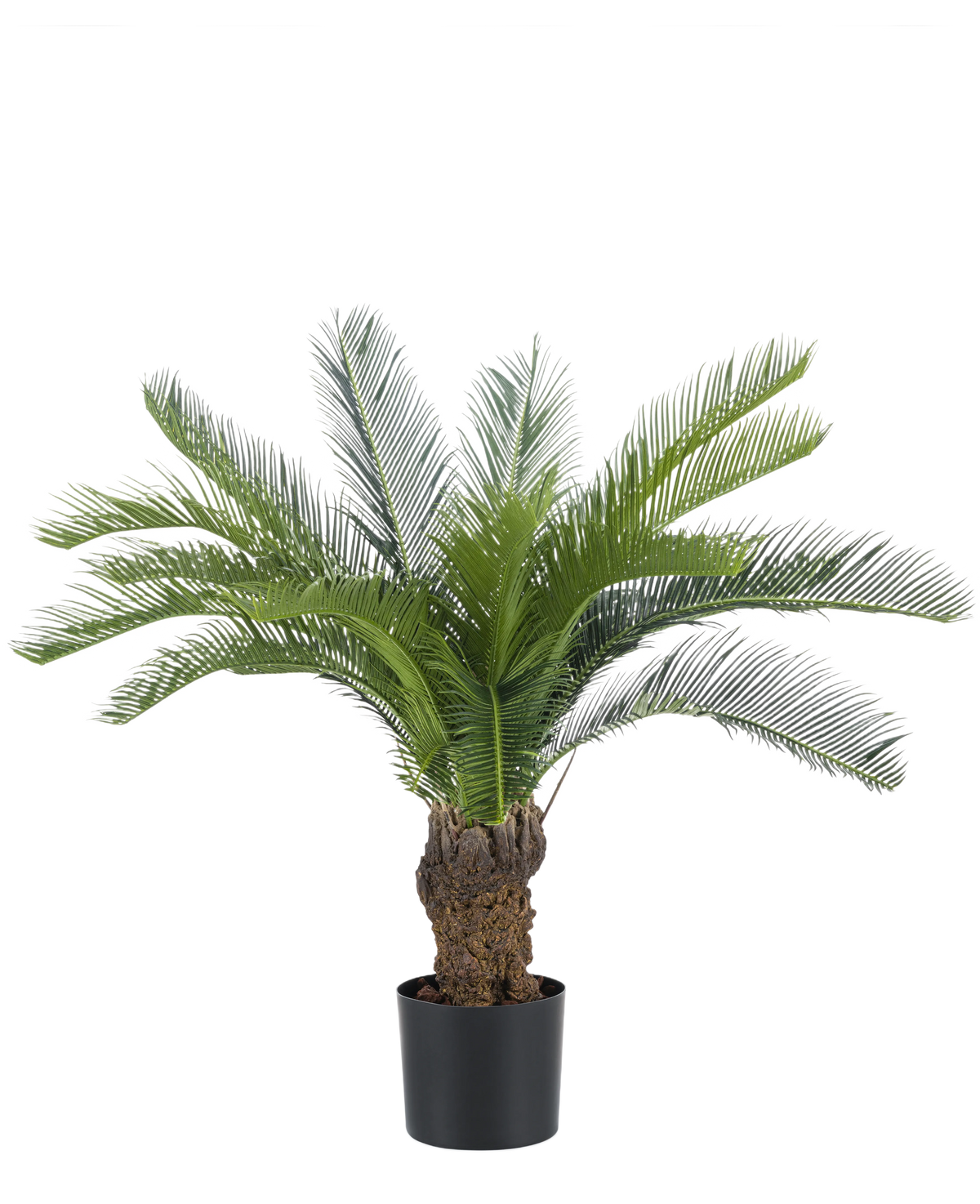Die künstliche Cycas-Palme 80 cm hat einen langen, gebogenen grünen Palmfarn und einen dicken, strukturierten Stamm. Die Pflanze steht in einem einfachen schwarzen Topf vor einem schlichten weißen Hintergrund.
