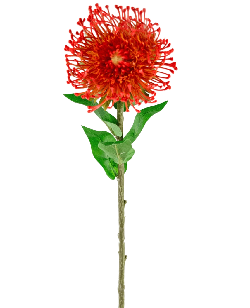 Die künstliche Blume Protea 73 cm rot hat leuchtend rote Blütenblätter, grüne Blätter und einen langen, schlanken Stiel, was sie zu einer auffälligen künstlichen Blume macht, die jedem Raum dauerhafte Schönheit verleiht.