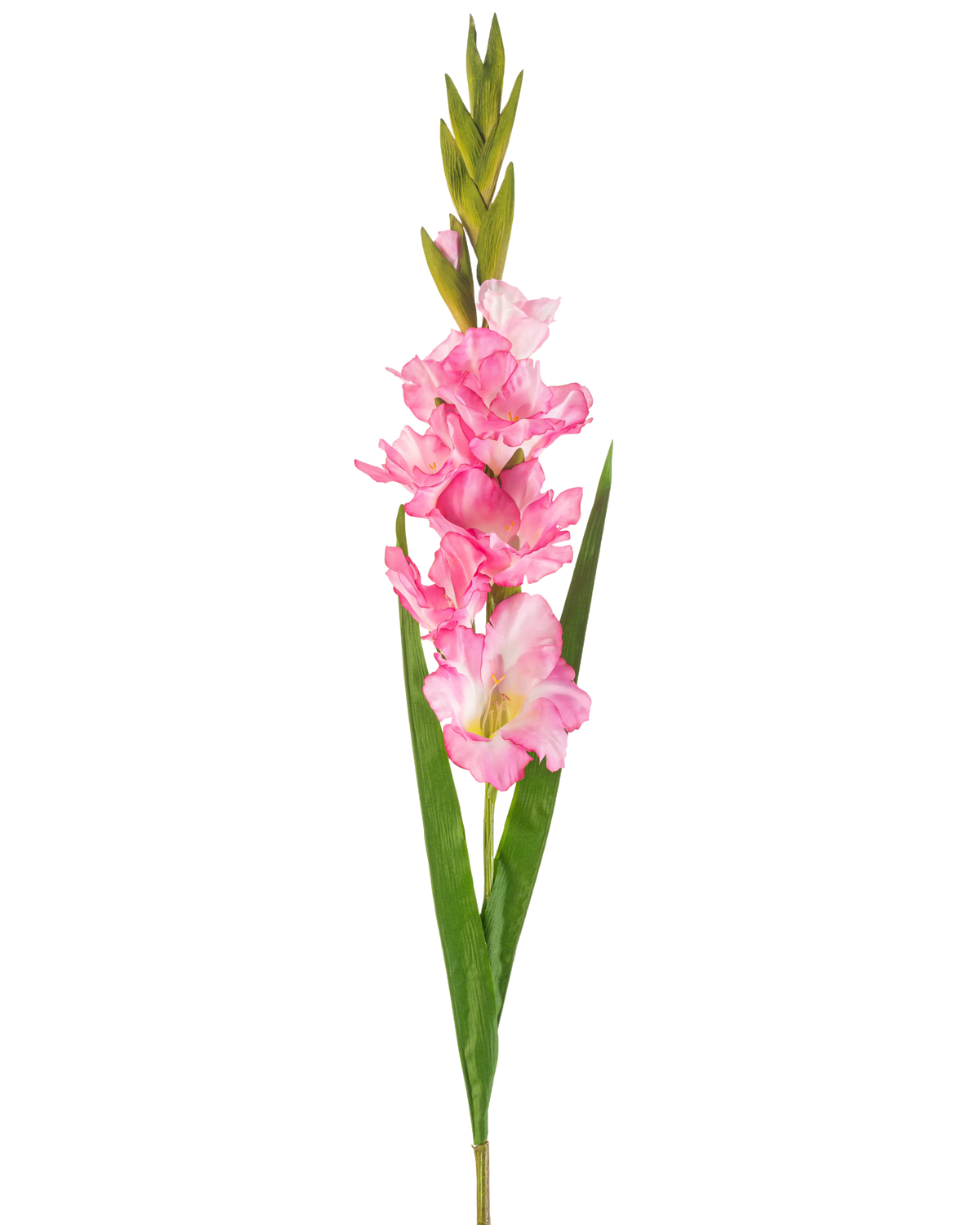 Eine einzelne künstliche Gladiole, 93 cm, leuchtend rosa, mit mehreren leuchtend rosa Blüten und Knospen, gepaart mit langen grünen Blättern, auf weißem Hintergrund.