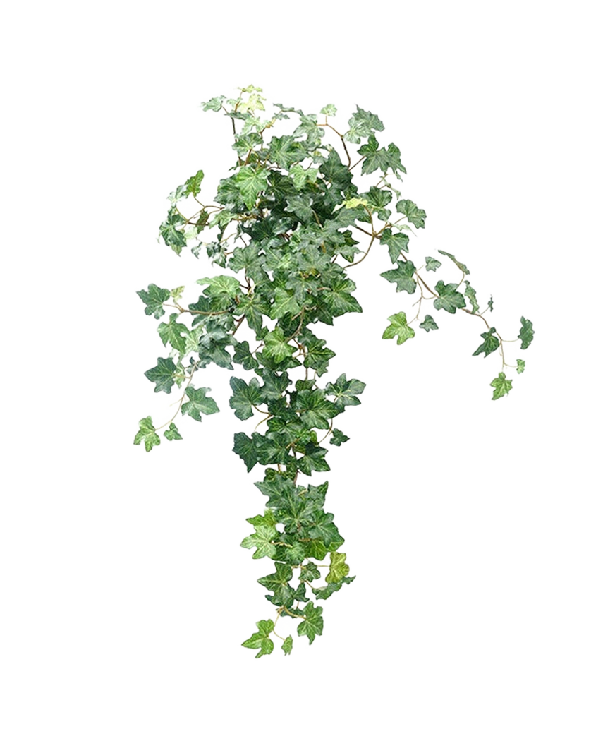 Der künstliche Efeu Deluxe Green 60 cm ist eine üppige, künstliche Efeupflanze mit kaskadierenden grünen Blättern vor einem schlichten weißen Hintergrund.