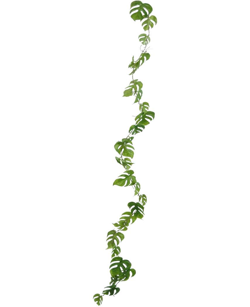 Die künstliche Weinpflanze Monstera 182 cm ist eine lange künstliche Liane mit grünen, natürlich geformten Blättern, die vertikal vor einem schlichten hellen Hintergrund hängt.