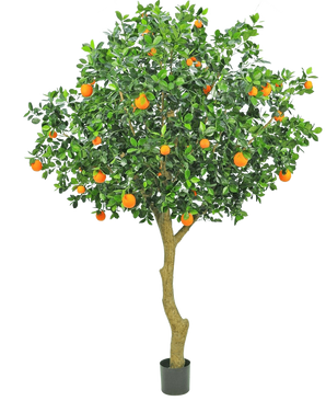 Der künstliche Orangenbaum 275 cm hat einen schlanken Stamm, dichte grüne Blätter und leuchtend orangefarbene Früchte, wodurch ein realistischer und dekorativer Orangenbaum in einem Topf vor einem schlichten weißen Hintergrund entsteht.