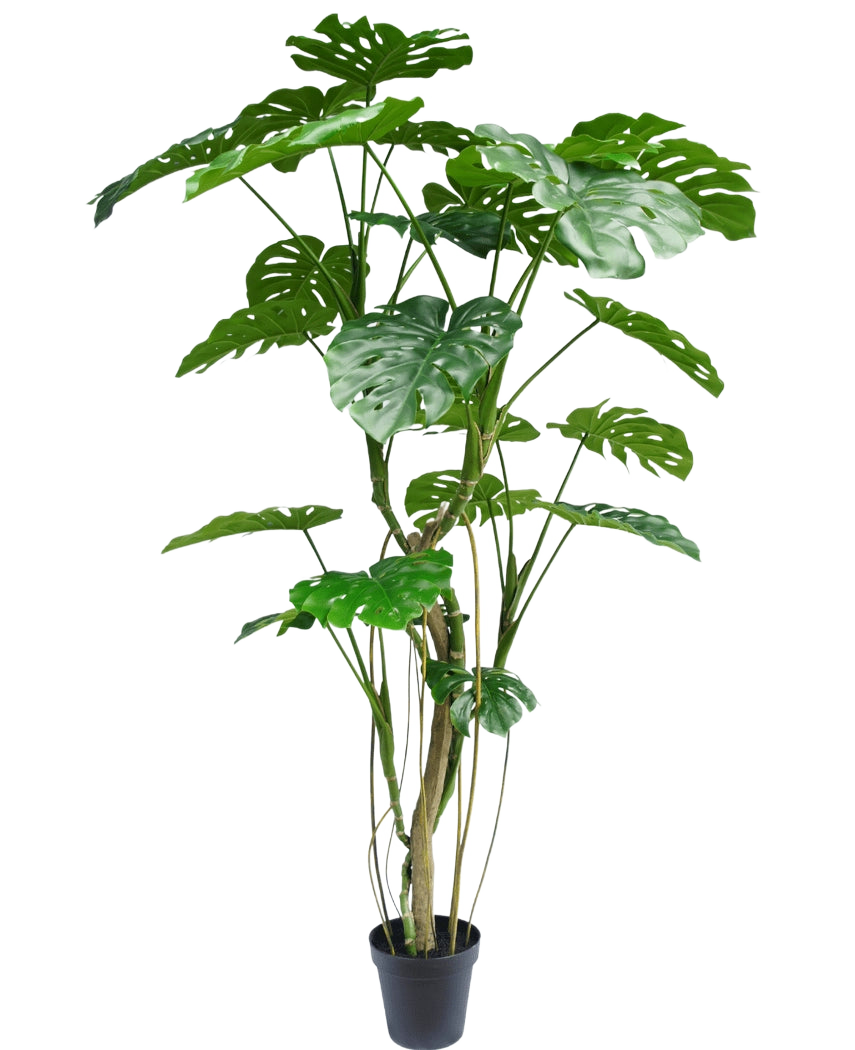 Die Kunstpflanze Monstera 210 cm ist eine hohe Topfpflanze mit mehreren langen Stielen und großen, glänzenden, gespaltenen grünen Blättern, die einer echten Monstera ähneln. Hier vor einem schlichten weißen Hintergrund dargestellt.