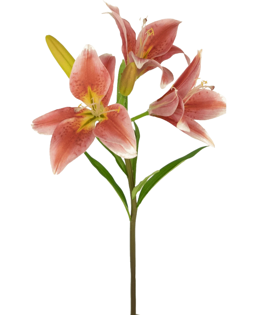 Auf einem Stiel der Kunstblume Asiatische Lilie 66 cm altrosa blühen mehrere rosa Lilien mit grünen Blättern vor einem schlichten weißen Hintergrund.