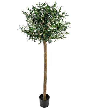 Der künstliche Olivenbaum UV 150 cm von Easyplants hat einen schlanken Stamm, volle grüne Blätter und steht in einem schwarzen Topf vor weißem Hintergrund. Diese UV-beständige Kunstpflanze ist perfekt für jeden Raum.