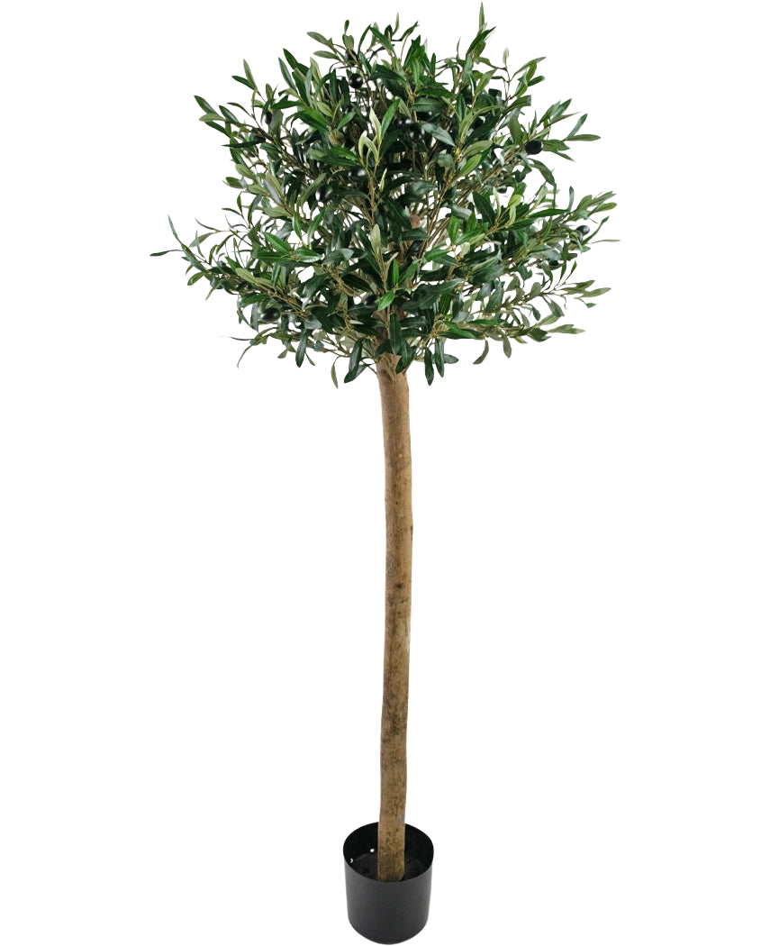Der künstliche Olivenbaum UV 150 cm von Easyplants hat einen schlanken Stamm, volle grüne Blätter und steht in einem schwarzen Topf vor weißem Hintergrund. Diese UV-beständige Kunstpflanze ist perfekt für jeden Raum.