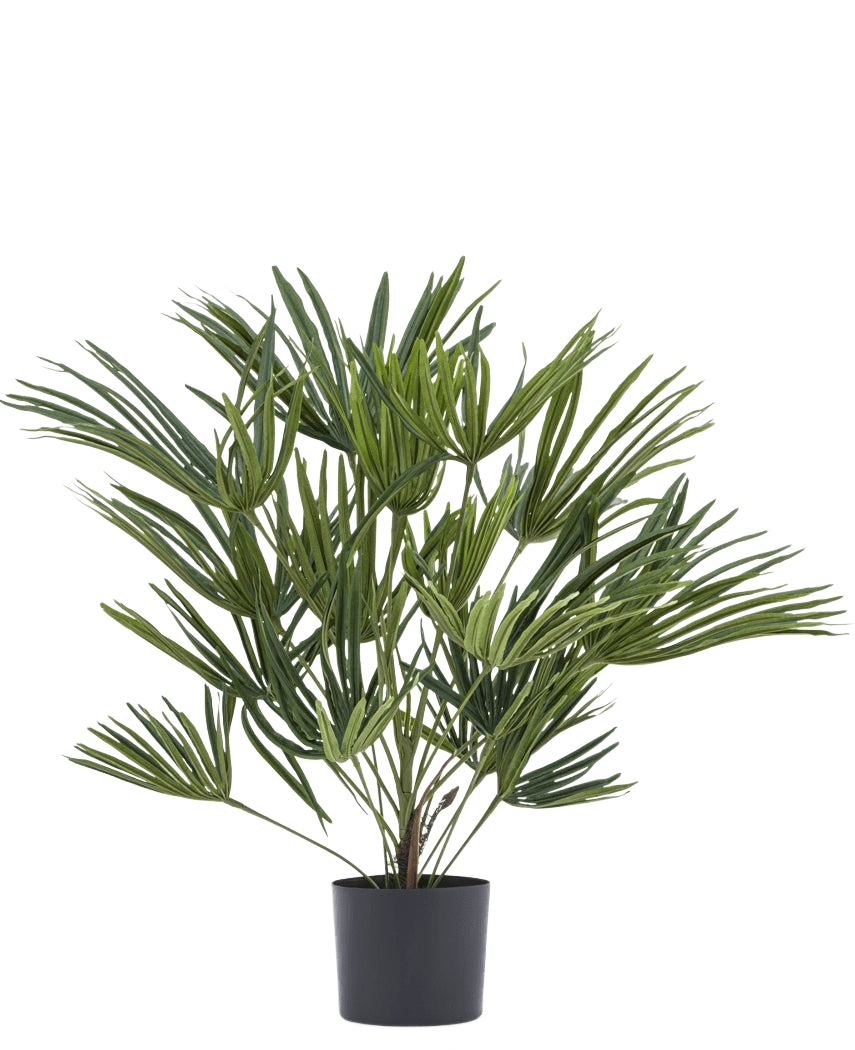 Die Kunstpflanze Babypalme Fächer im Topf UV 50 cm hat lange, schlanke grüne Blätter in einem stilvollen Topf – ideal, um Ihrem Interieur eine elegante Note zu verleihen oder für zusätzliches Flair mit dekorativen Töpfen zu kombinieren.