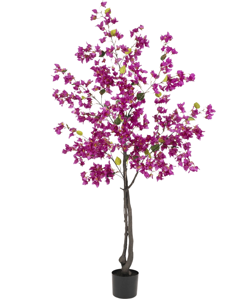 Die künstliche Bougainvillea 180 cm Lila hat dunkle Zweige, leuchtend lila Blüten und grüne Blätter in einem schwarzen Topf – perfekt als farbenfrohe Kunstpflanze für Ihr Wohnzimmer.