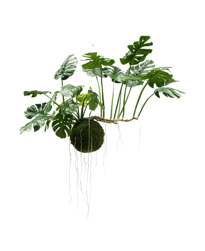 Die künstliche Hängepflanze Monstera Deluxe 80 cm mit sattgrünen Blättern und langen sichtbaren Wurzeln hängt vor einem weißen Hintergrund und verleiht Ihrem Interieur sofort einen tropischen Look.