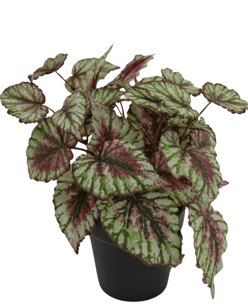 Die künstliche Begonienpflanze im 25-cm-Topf hat große, strukturierte Blätter in Grün, Weiß und Rosa. Präsentiert in einem kleinen schwarzen Topf vor einem schlichten weißen Hintergrund.