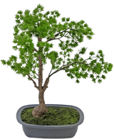 Die Kunstpflanze Bonsai Wacholder 40 cm hat einen schlanken Stamm und sattgrüne Blätter und wird in einen flachen, rechteckigen grauen Topf mit Moos gestellt. Der Hintergrund ist schlicht weiß.