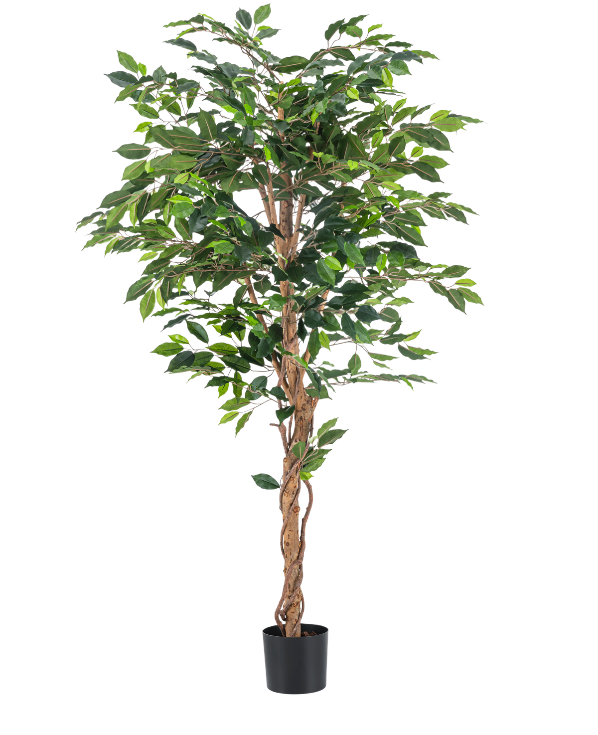 Die Kunstpflanze Ficus Green 180 cm hat sattgrüne Blätter und einen gedrehten braunen Stiel in einem schlichten schwarzen Topf vor weißem Hintergrund – ideal zur Kombination mit stilvollen Dekotöpfen.