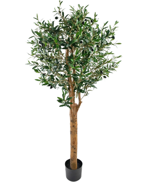 Der künstliche Olivenbaum UV 155 cm ist eine künstliche Pflanze von Easyplants in einem Topf mit einem hohen braunen Stamm, dichten grünen Blättern und kleinen schwarzen Oliven, elegant vor einem schlichten weißen Hintergrund.